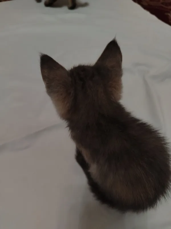 Котята в добрые руки 5 Котята в добрые руки 5