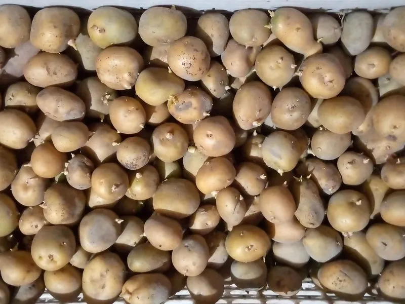 Samarqand tumaniga esma urugʻlik sotiladi — фото 2