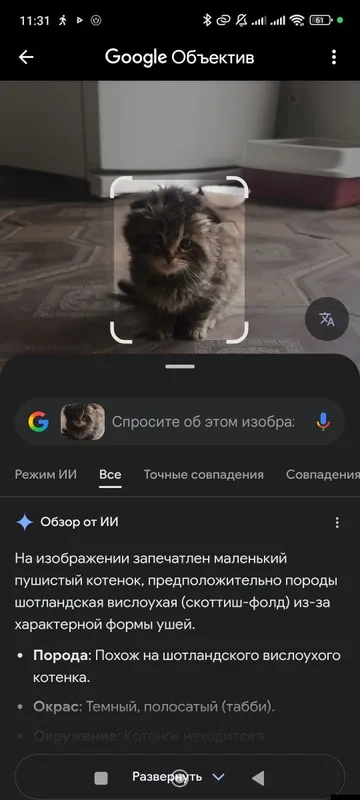 Продаётся котенок. Мушукча сотилади — фото 4
