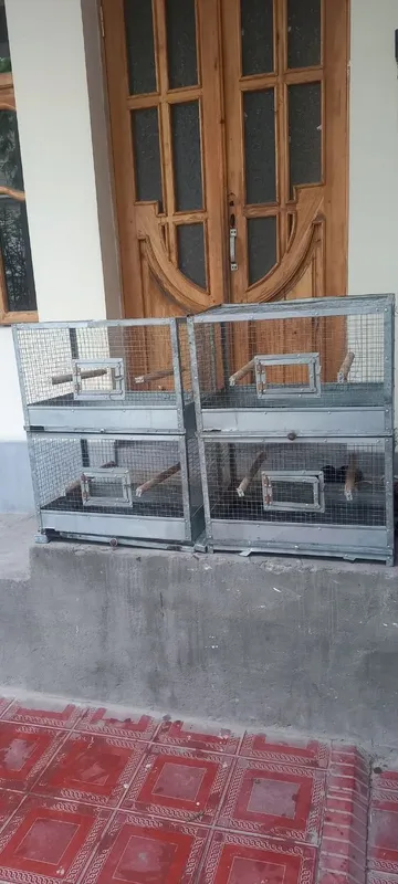 Qafas sotiladi 2 ta