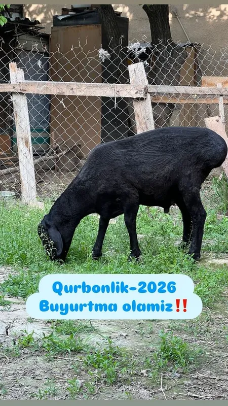 tirik qo’ylar (tirik vaznga)