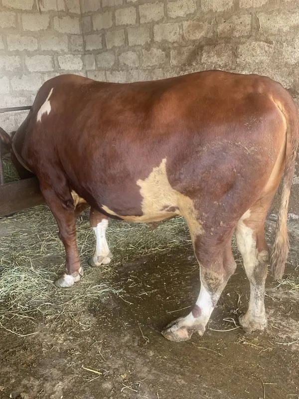 Zotdor buqa sotiladi