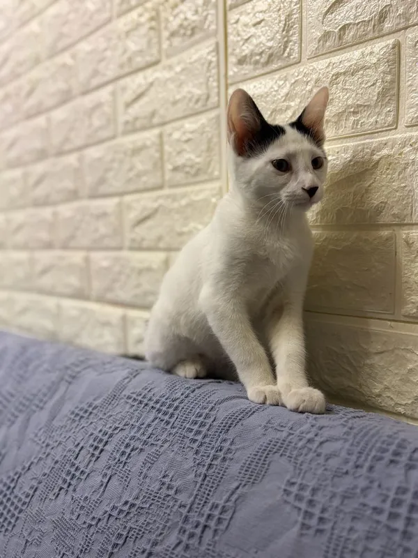 Отдам котенка мальчика в хорошие добрые руки 1 Отдам котенка мальчика в хорошие добрые руки 1