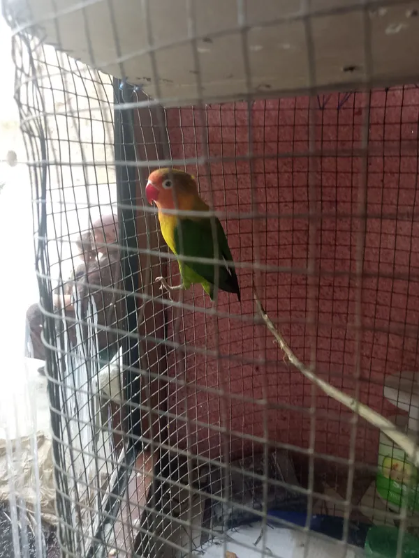 Sotiladi LOVEBIRD sevgi to'tisi narx 650 ming 1
