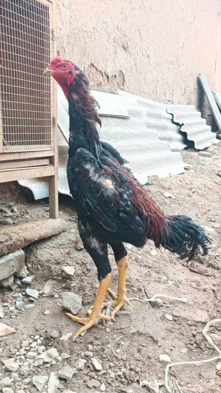 Dakan xoroz sotiladi 2
