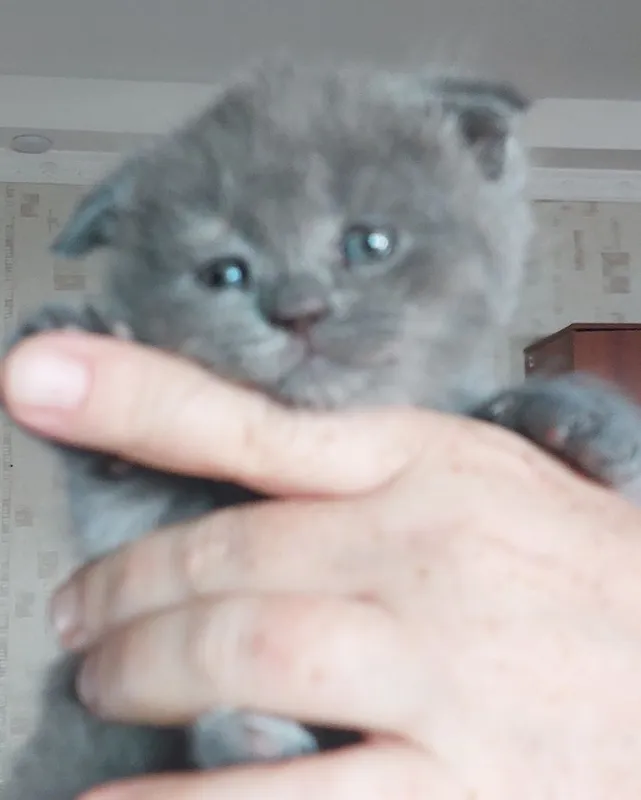 Котята милые породистые 1 Котята милые породистые 1