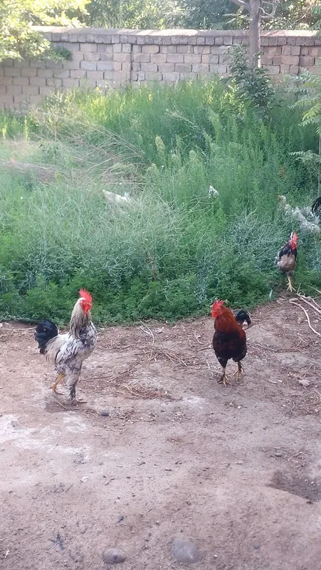 Xoʻrozlar bor uyda boqilgan sogʻlom 1 Xoʻrozlar bor uyda boqilgan sogʻlom 1