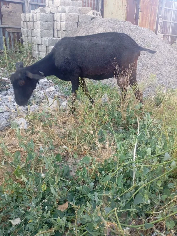 Echki sotiladi mursiyadan zodli echki 4 turishi 1 litr suti bor — фото 1