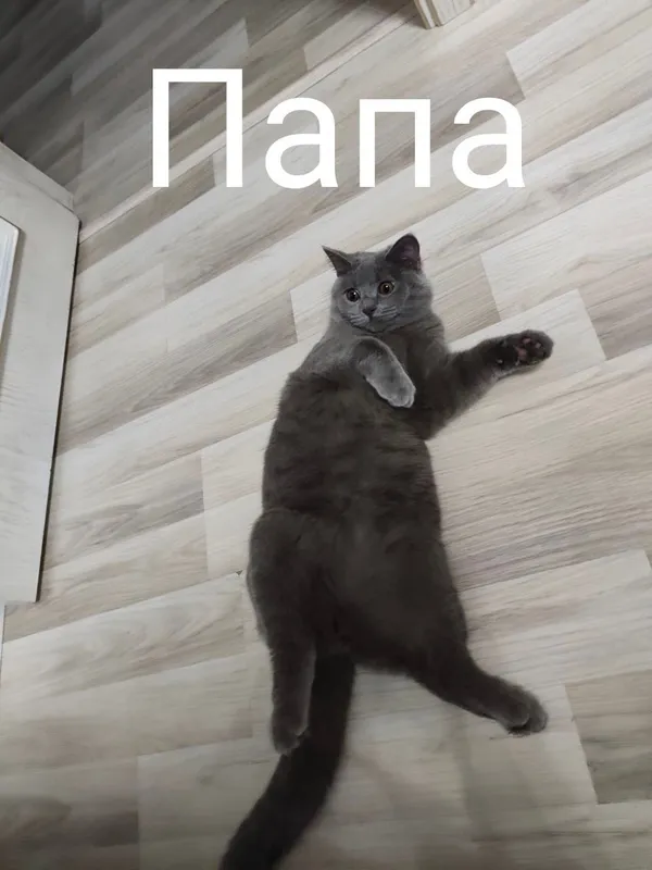 котята мушукчалар 4