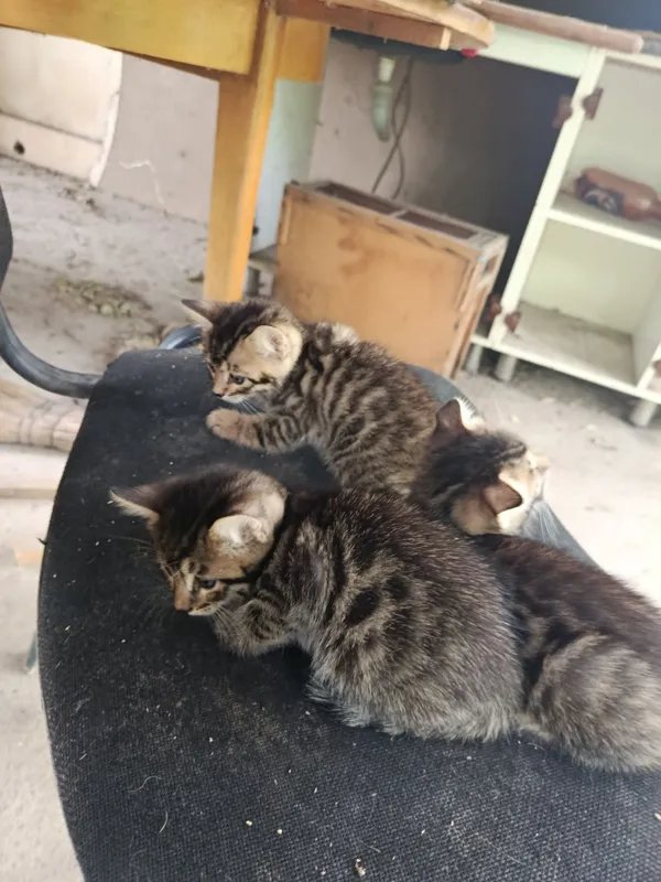 Бенгальские кот с 4 Бенгальские кот с 4