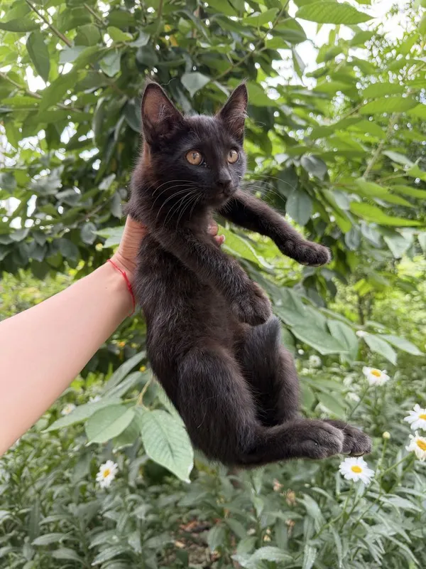 котята бесплатно, домашние 2 котята бесплатно, домашние 2