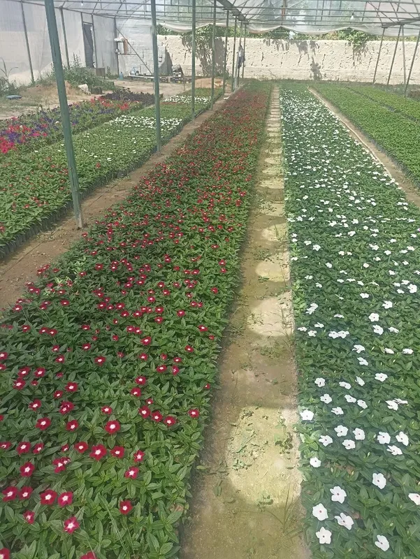 Katarantus gullari 4 Katarantus gullari 4