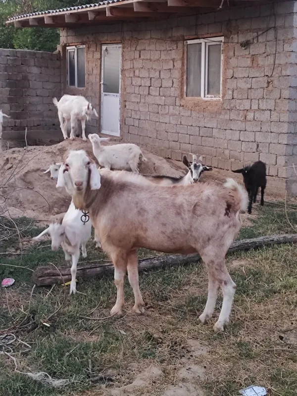 Zotdor parodali taka sotiladi 1