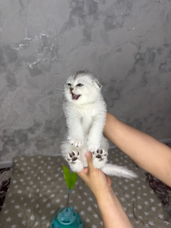 Мальчик девушка — фото 3