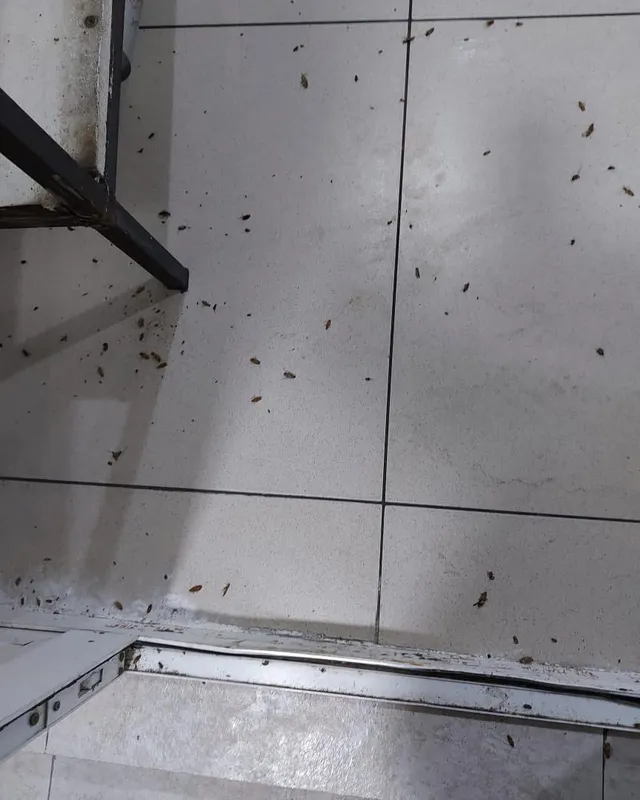 Tez yordam — Klop, Tarakan, Bedbug Dezinfeksiya Navoiy — фото 4