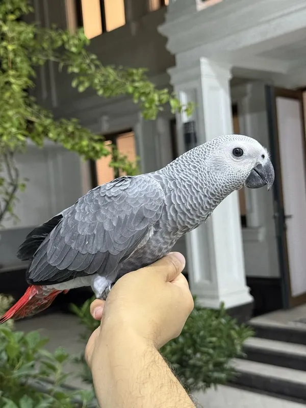 Продаю жако 1 2