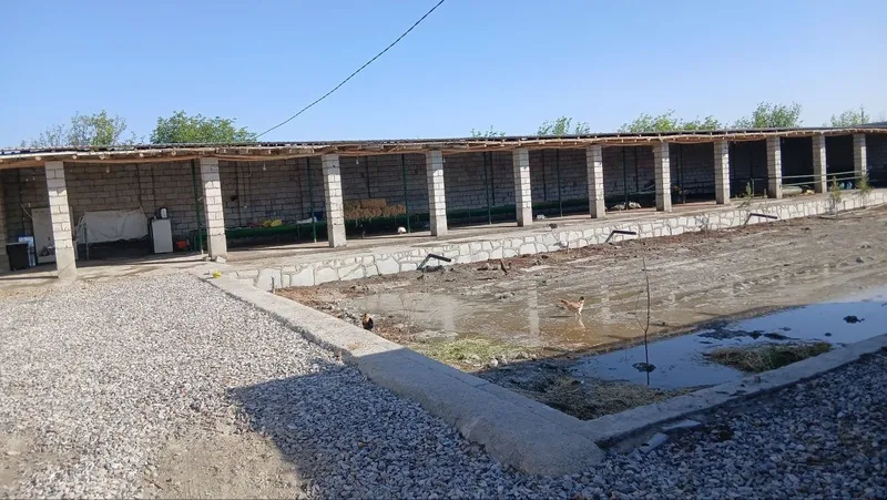 Srochno tayyor molxona 1 Srochno tayyor molxona 1