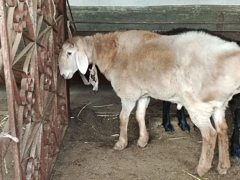 Zotga qoʻy sotiladi