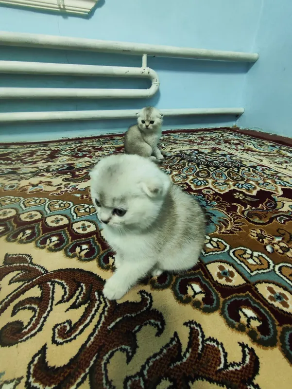 Продаются котята 1 Продаются котята 1
