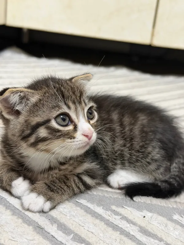 Scottish Fold — фото 3