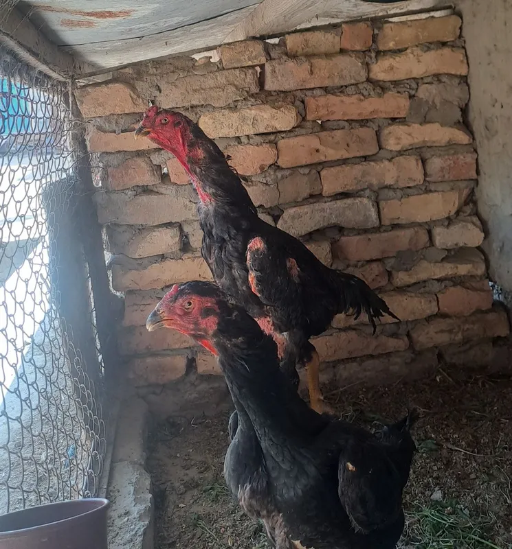 1 xoroz 2 mokiyon sotiladi