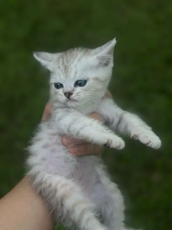 Продаются котята шотландские 7 Продаются котята шотландские 7