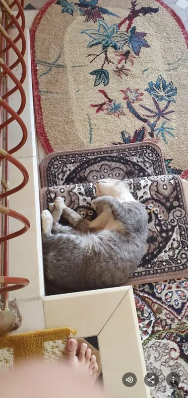 Кошка