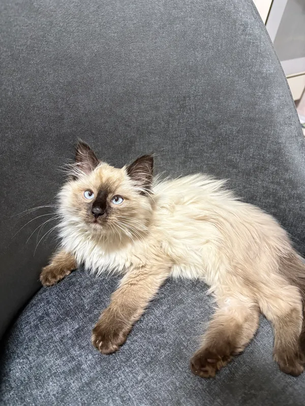 Сиамский котенок