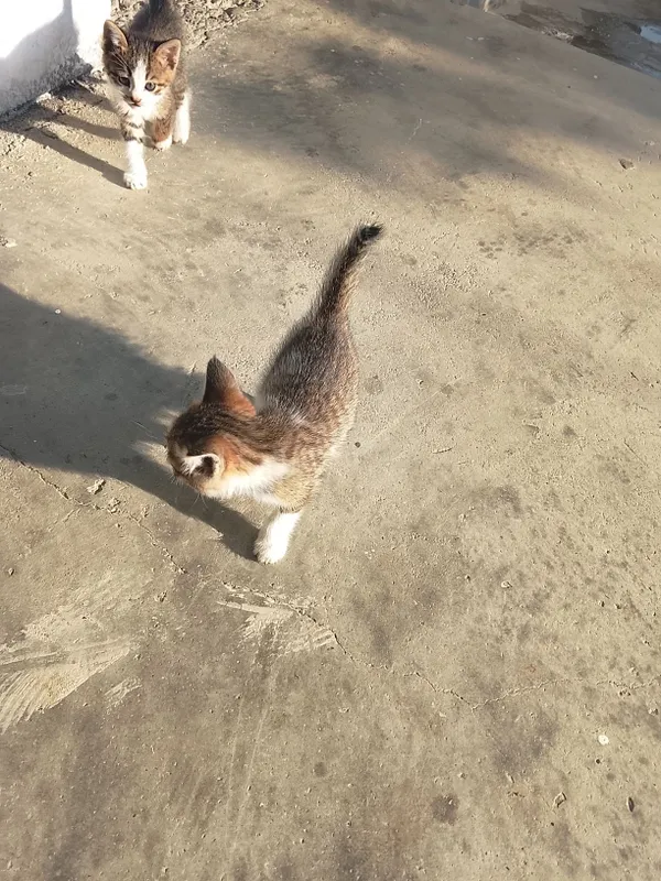 Мушук болалари бор бепул 4 дона — фото 1