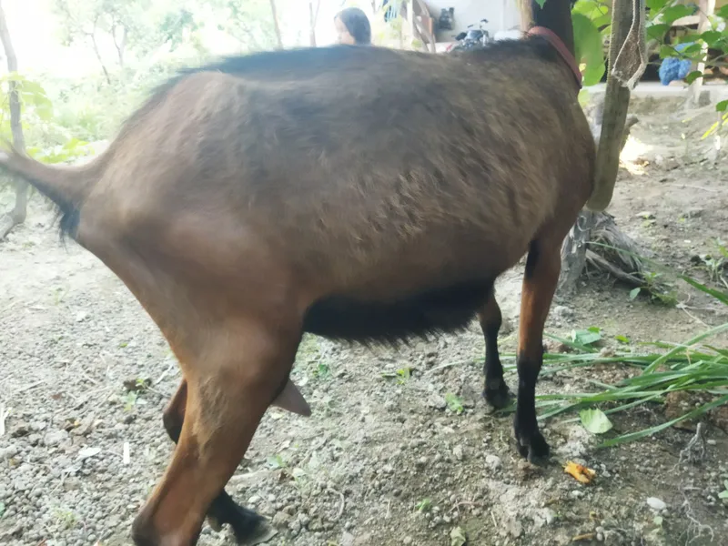 Allpen echki sotiladi 3