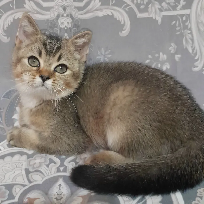 Shinshilla, skotish-streyt erkak mushukcha sotiladi 1 Shinshilla, skotish-streyt erkak mushukcha sotiladi 1