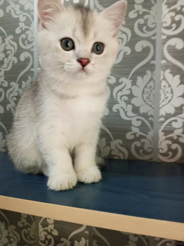 Britan chinchilla mushukchalari 4