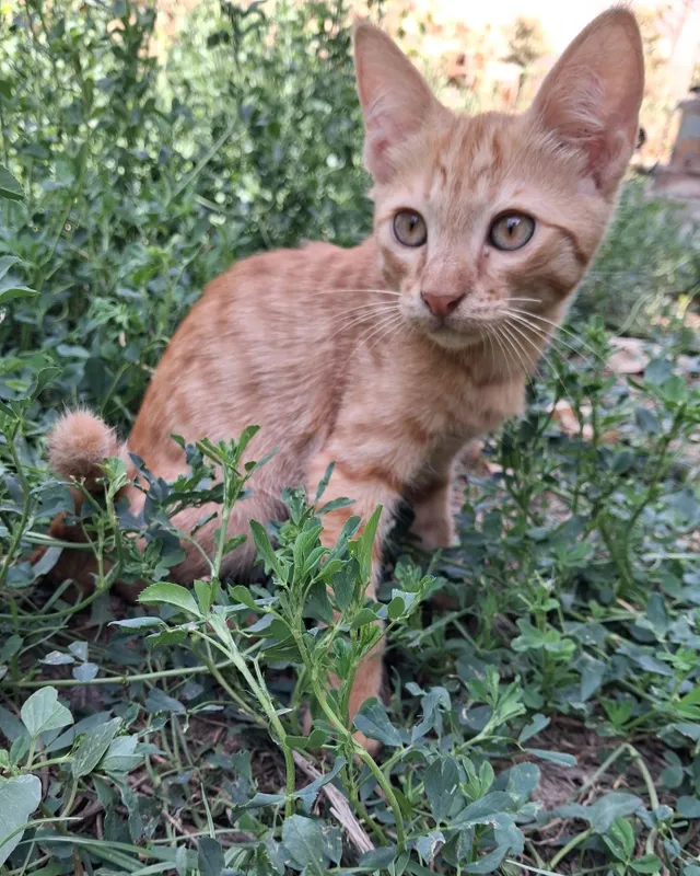 Котенок / mushukcha 2
