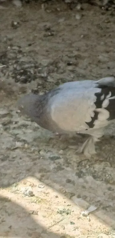 Kaptarla sotiladi xammasi yaxshi kelishtirib beriladi 3 Kaptarla sotiladi xammasi yaxshi kelishtirib beriladi 3