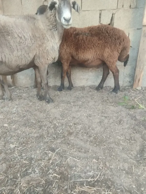 Moda qo'ylar sotiladi yirik vabaquvat 3 Moda qo'ylar sotiladi yirik vabaquvat 3