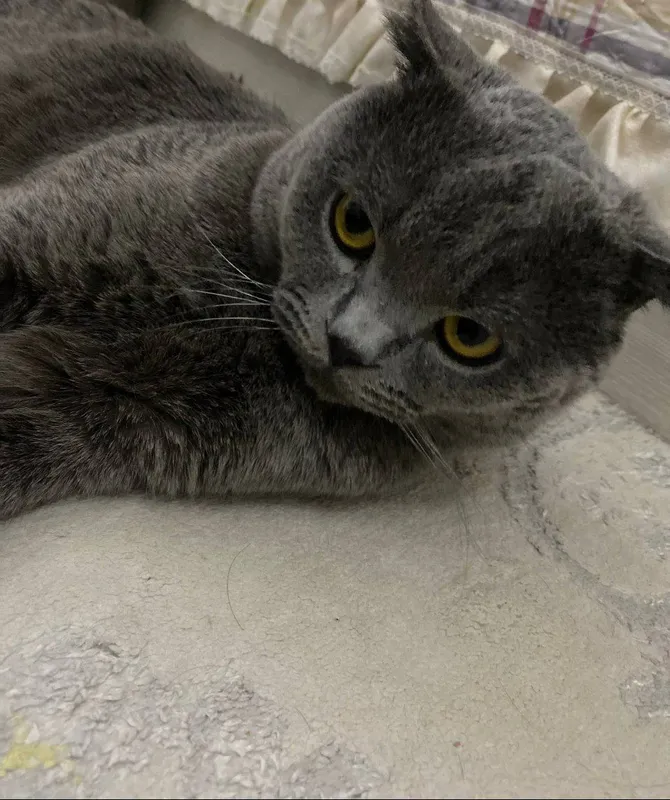 Хочу продать моего кота. 1 Хочу продать моего кота. 1