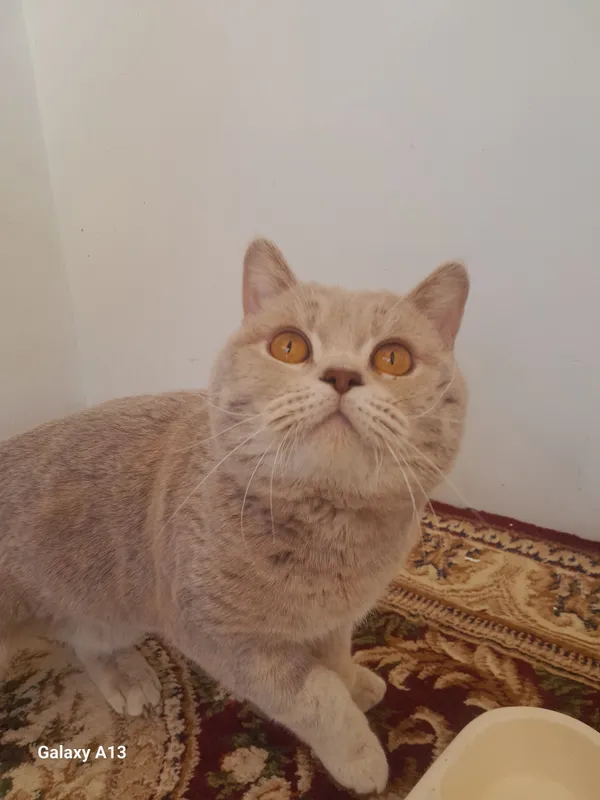 Мушук Скотч — фото 1
