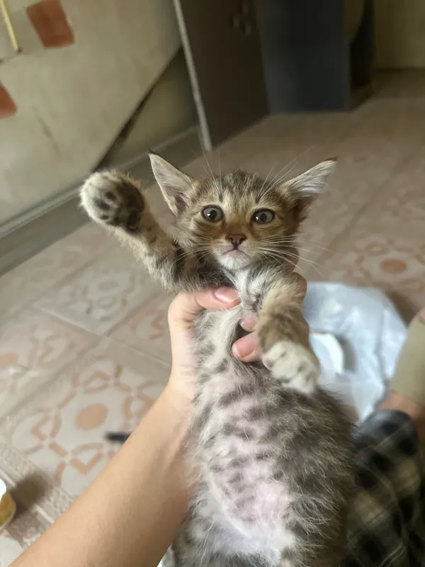 Кошка родила в подъезде, отдам даром котят 4 Кошка родила в подъезде, отдам даром котят 4
