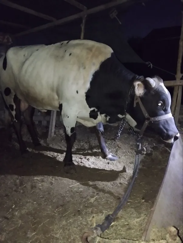 Buqqa sotiladi sog'lom va baquvat — фото 4