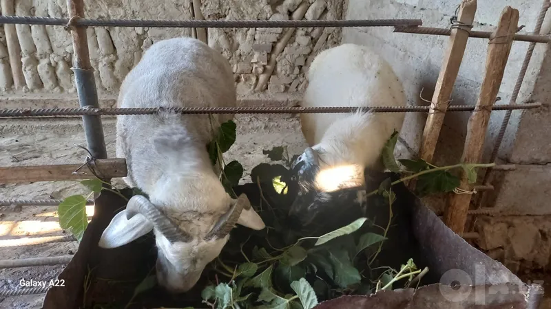 Qo'chqorlarni zo'ri sotiladi 2 Qo'chqorlarni zo'ri sotiladi 2