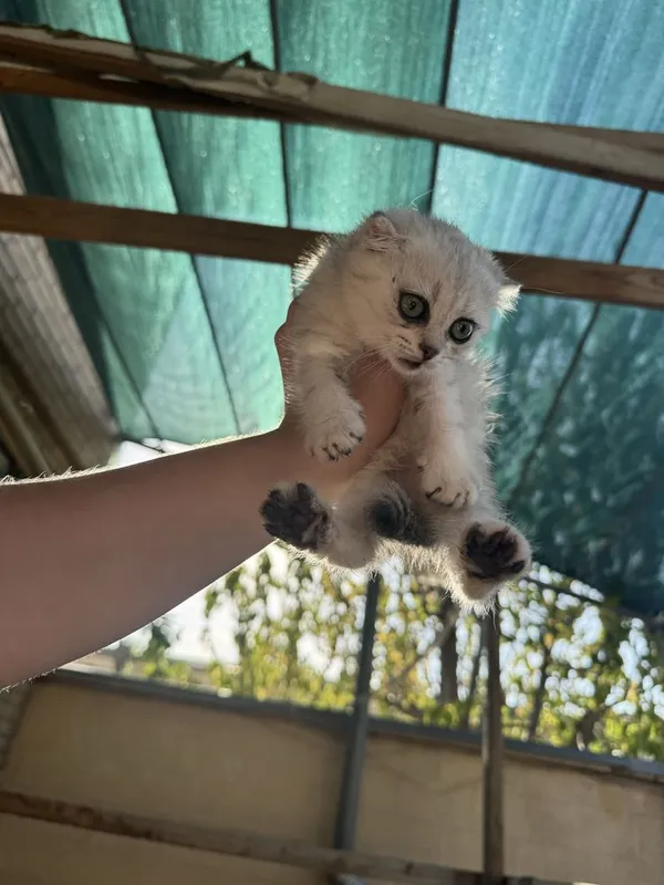 Котята. — фото 7