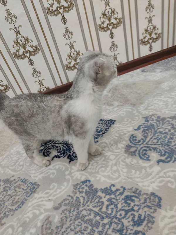 Scottish Fold Silver erkak mushuk sotiladi — фото 1