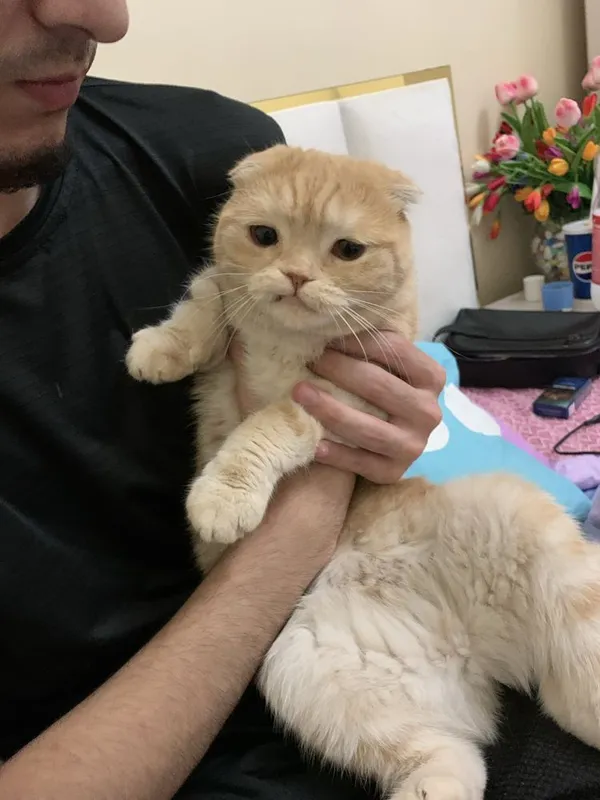 Скотищфолд 3 года Майса — фото 2