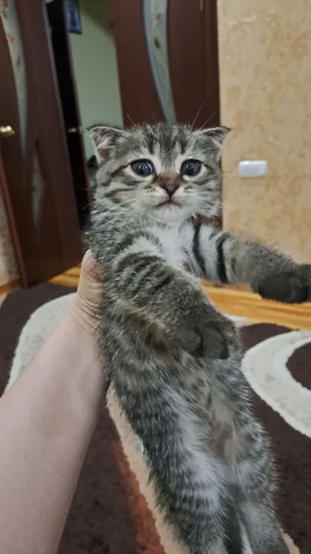 Домашние животные — фото 1