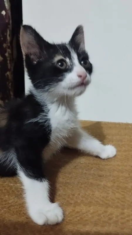 Отдам котёнка-девочку — фото 1