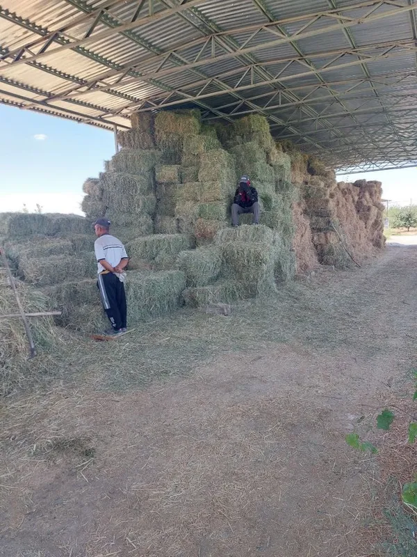 Беда продаётся. Цена договорная. Беда продаётся. Цена договорная.