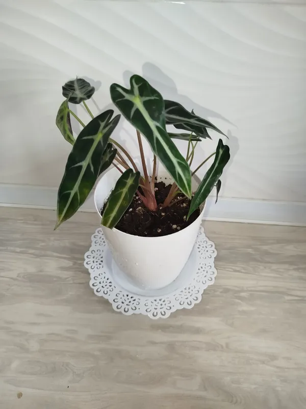 Alakaziya Bambino — фото 1