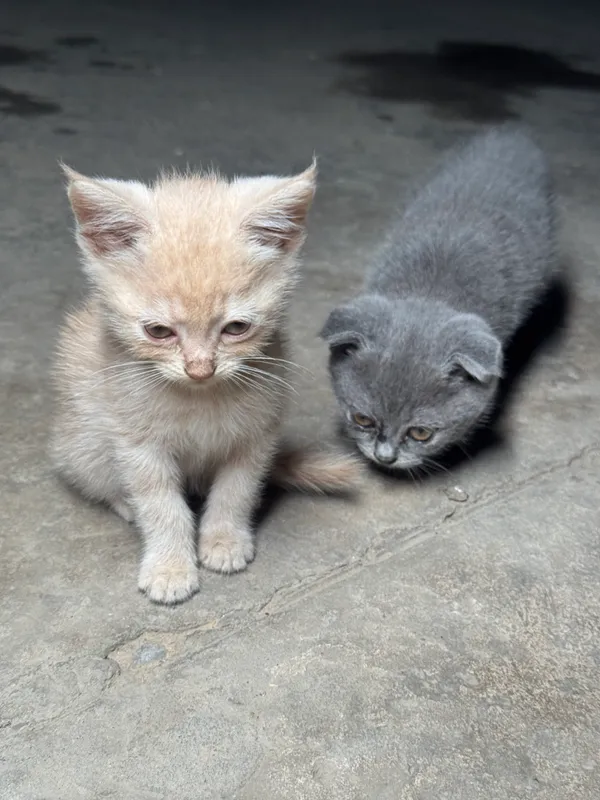 Продаются породистые котята! 2 Продаются породистые котята! 2