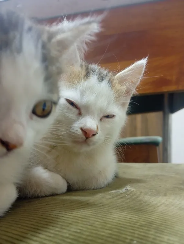 Котёнок в хорошие руки