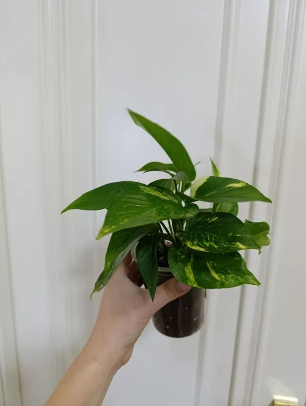 Epipremnumlar sotiladi 1 Epipremnumlar sotiladi 1